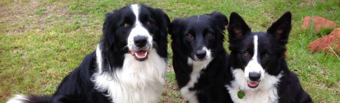 Border Collies