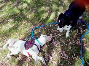 Dog Training reactive dog