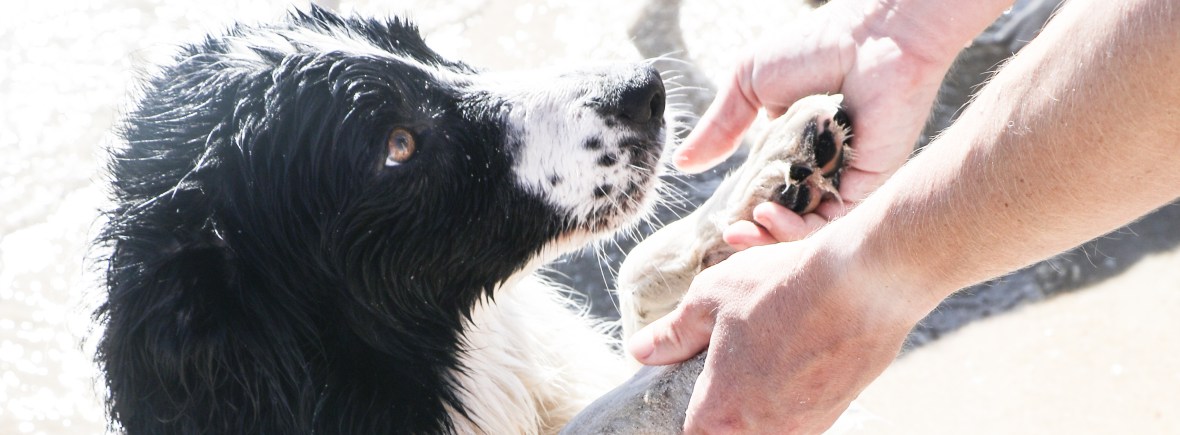 Balanced dog training