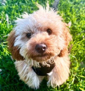 Private puppy school Perth