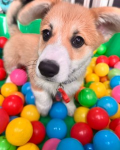 Private puppy school Perth