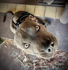 Private puppy school Perth