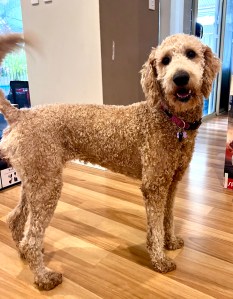 Private puppy school Perth